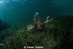 Curious lionfish. Nikonos V with Sea and Sea 12mm by Derek Zelmer 